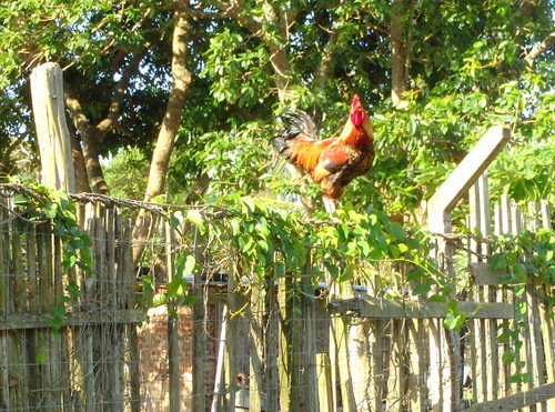 We see a beautiful rooster on the fence.